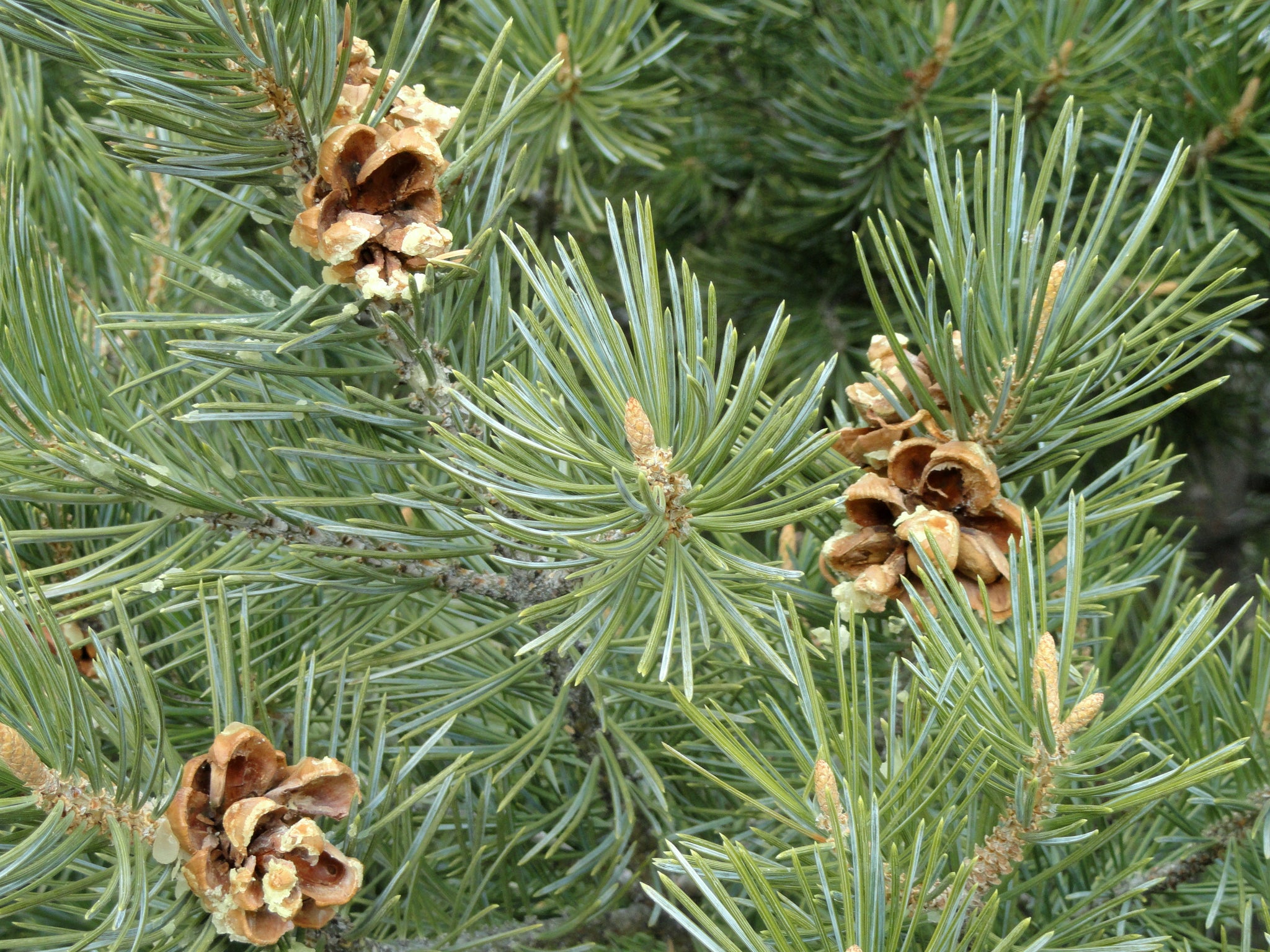 Piñon Pine | Pinus edulis | Medium Tree Seedling – The Jonsteen Company