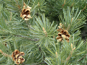 Piñon Pine | Medium Tree Seedling | The Jonsteen Company