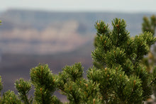 Load image into Gallery viewer, Piñon Pine | Medium Tree Seedling | The Jonsteen Company