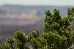 Piñon Pine | Medium Tree Seedling | The Jonsteen Company