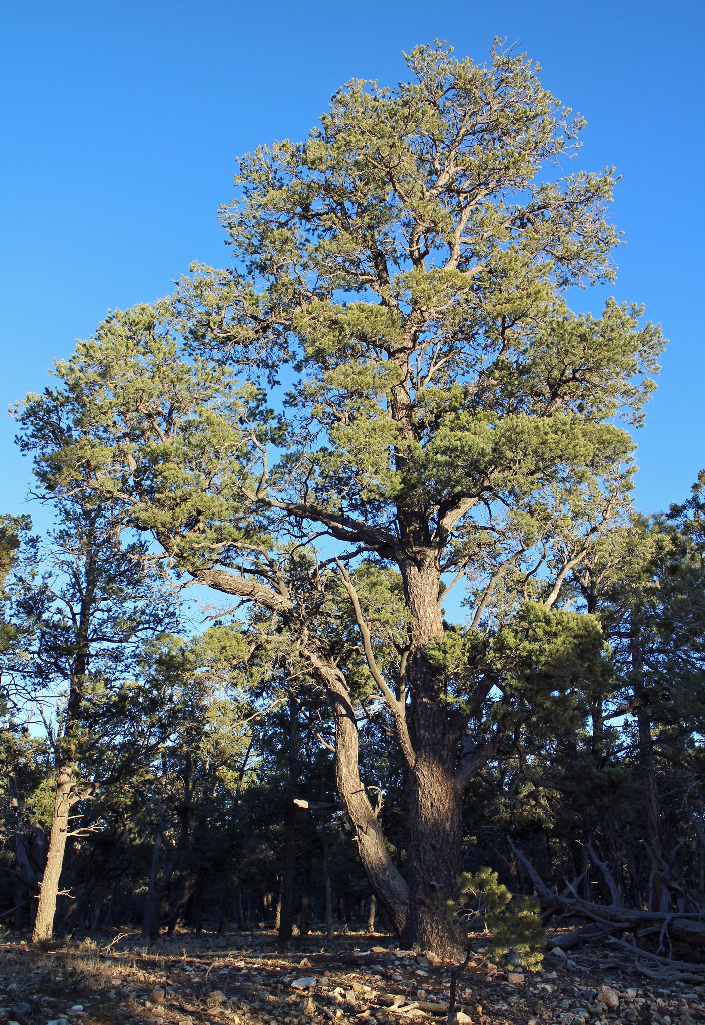 Piñon Pine | Pinus edulis | Medium Tree Seedling – The Jonsteen Company