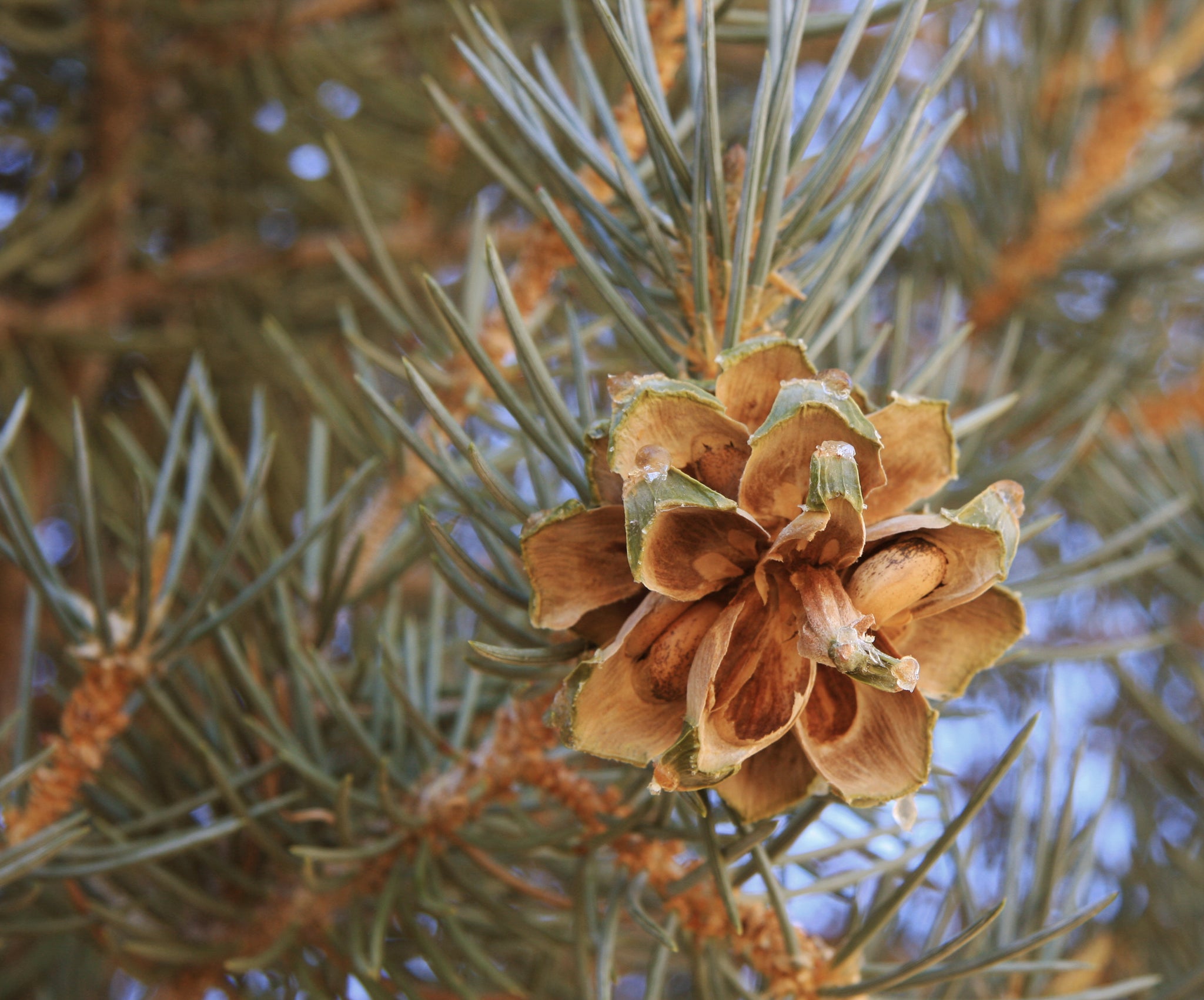 Piñon Pine | Pinus monophylla | Medium Tree Seedling – The Jonsteen Company