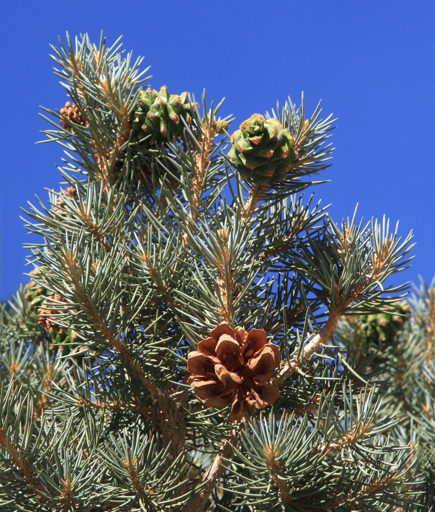 Piñon Pine | Pinus monophylla | Medium Tree Seedling – The Jonsteen Company