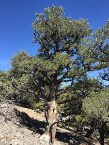Piñon Pine | Pinus monophylla | Small Tree Seedling | The Jonsteen Company