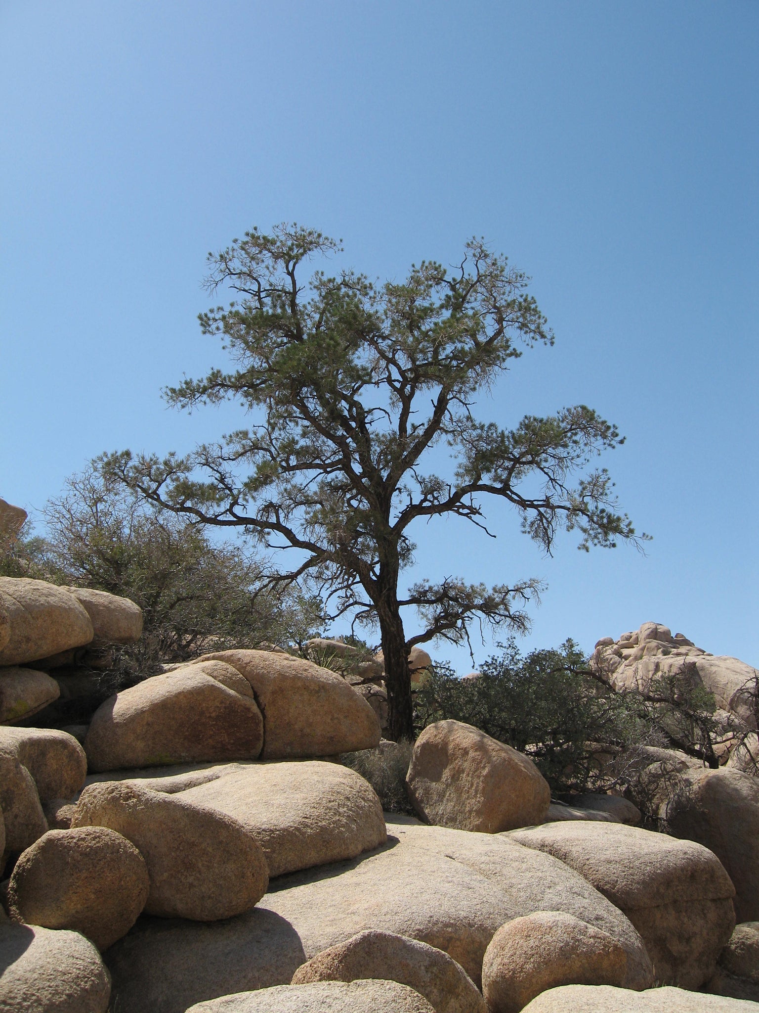 Piñon Pine | Pinus monophylla | Medium Tree Seedling – The Jonsteen Company