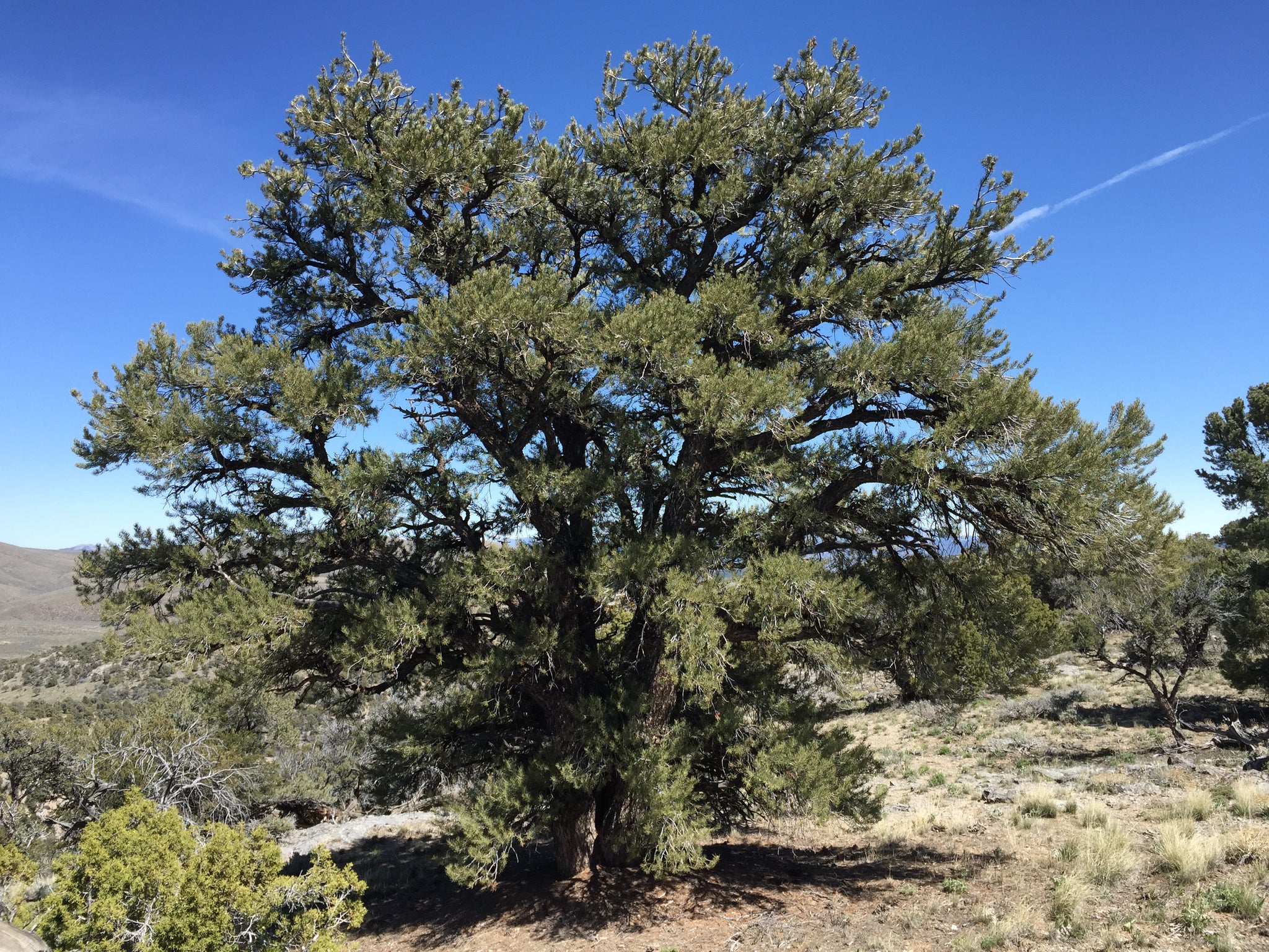 Piñon Pine | Pinus monophylla | Small Tree Seedling – The Jonsteen Company