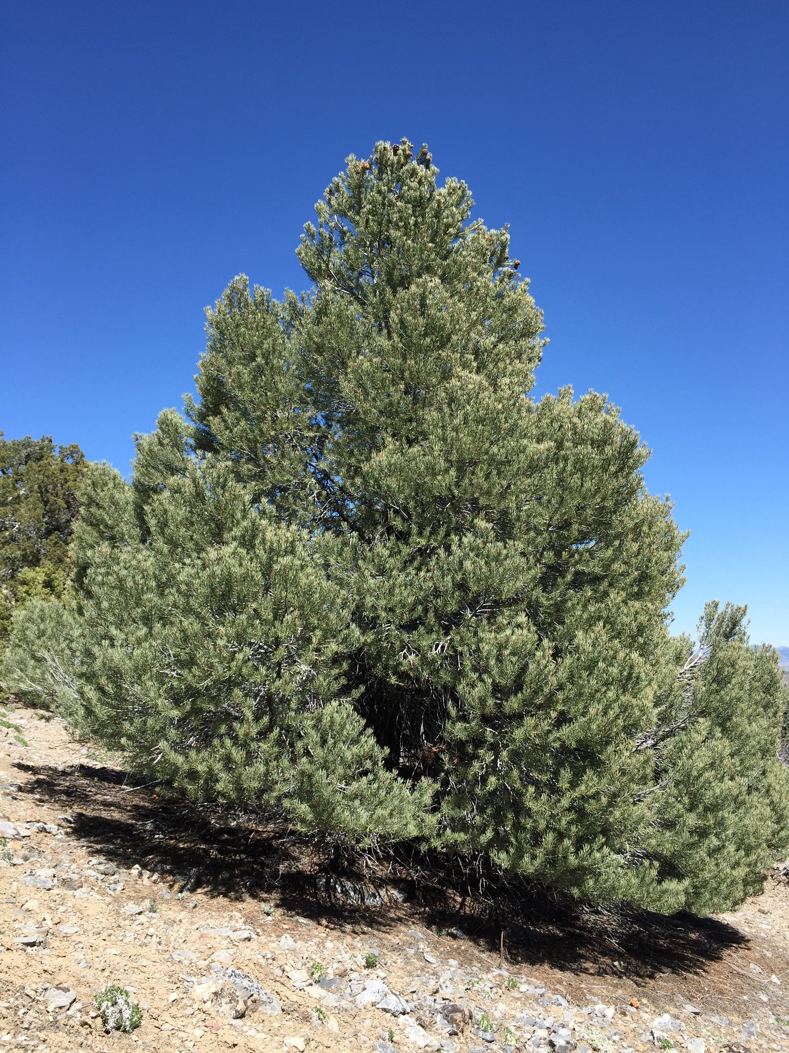 Piñon Pine | Pinus monophylla | Medium Tree Seedling – The Jonsteen Company