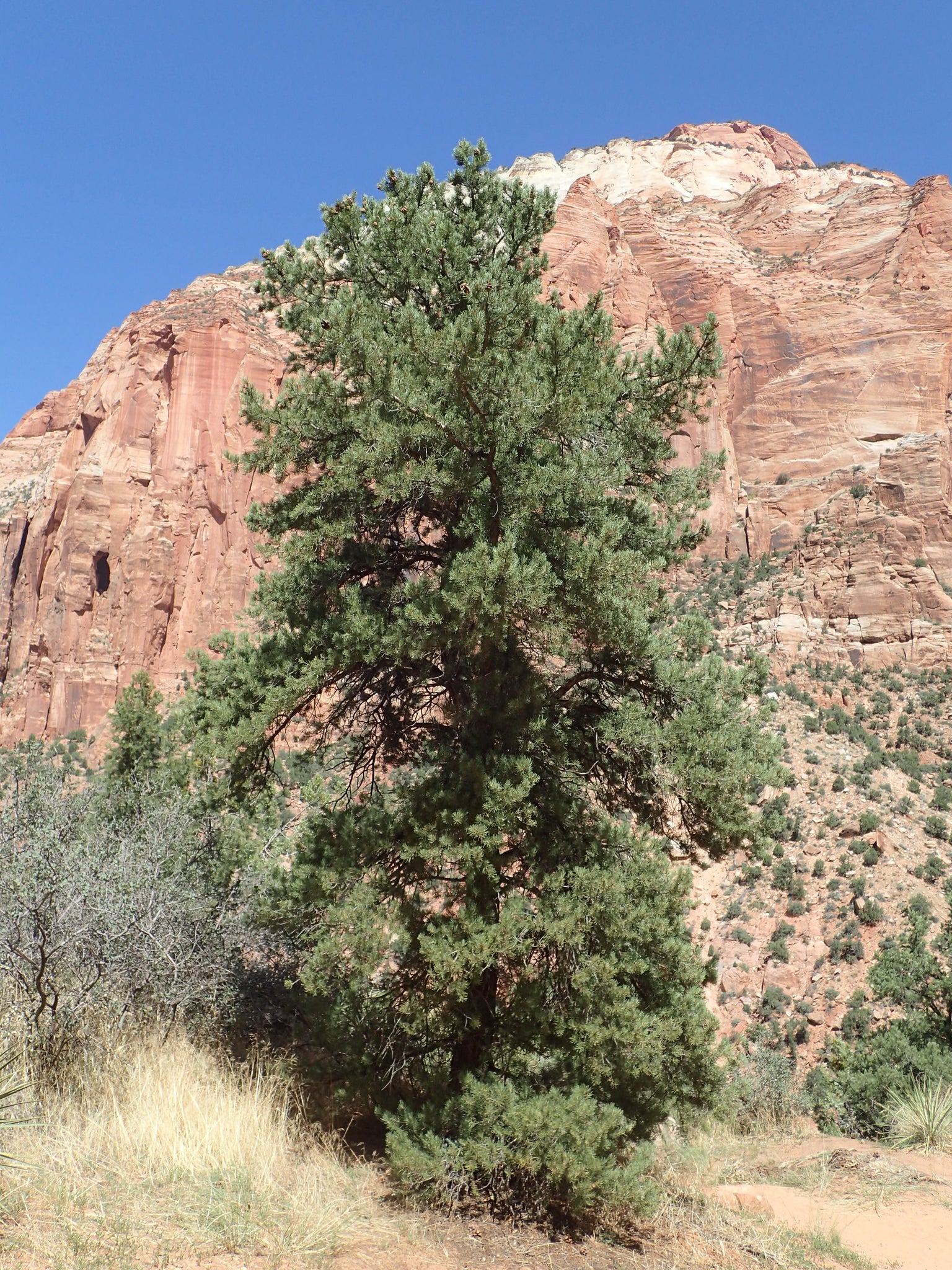 Piñon Pine | Pinus monophylla | Medium Tree Seedling – The Jonsteen Company