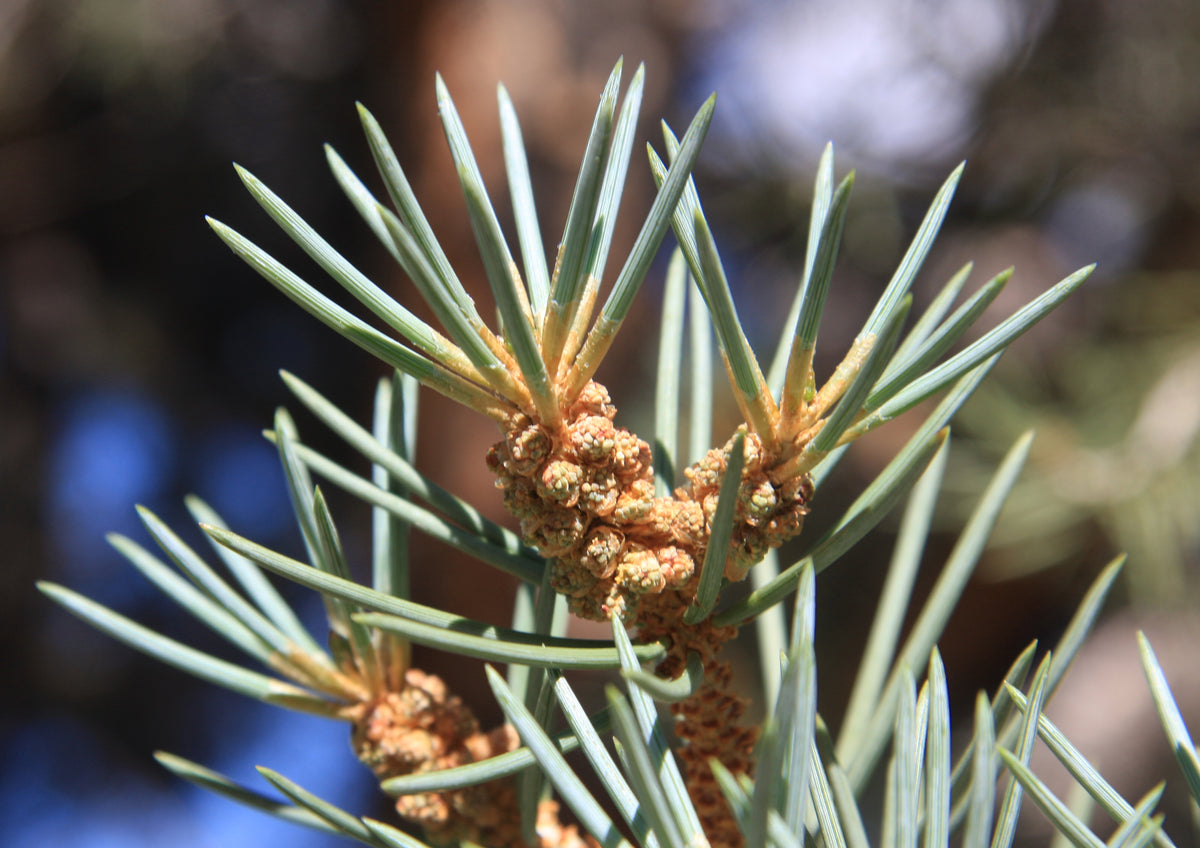 Piñon Pine | Pinus monophylla | Medium Tree Seedling – The Jonsteen Company