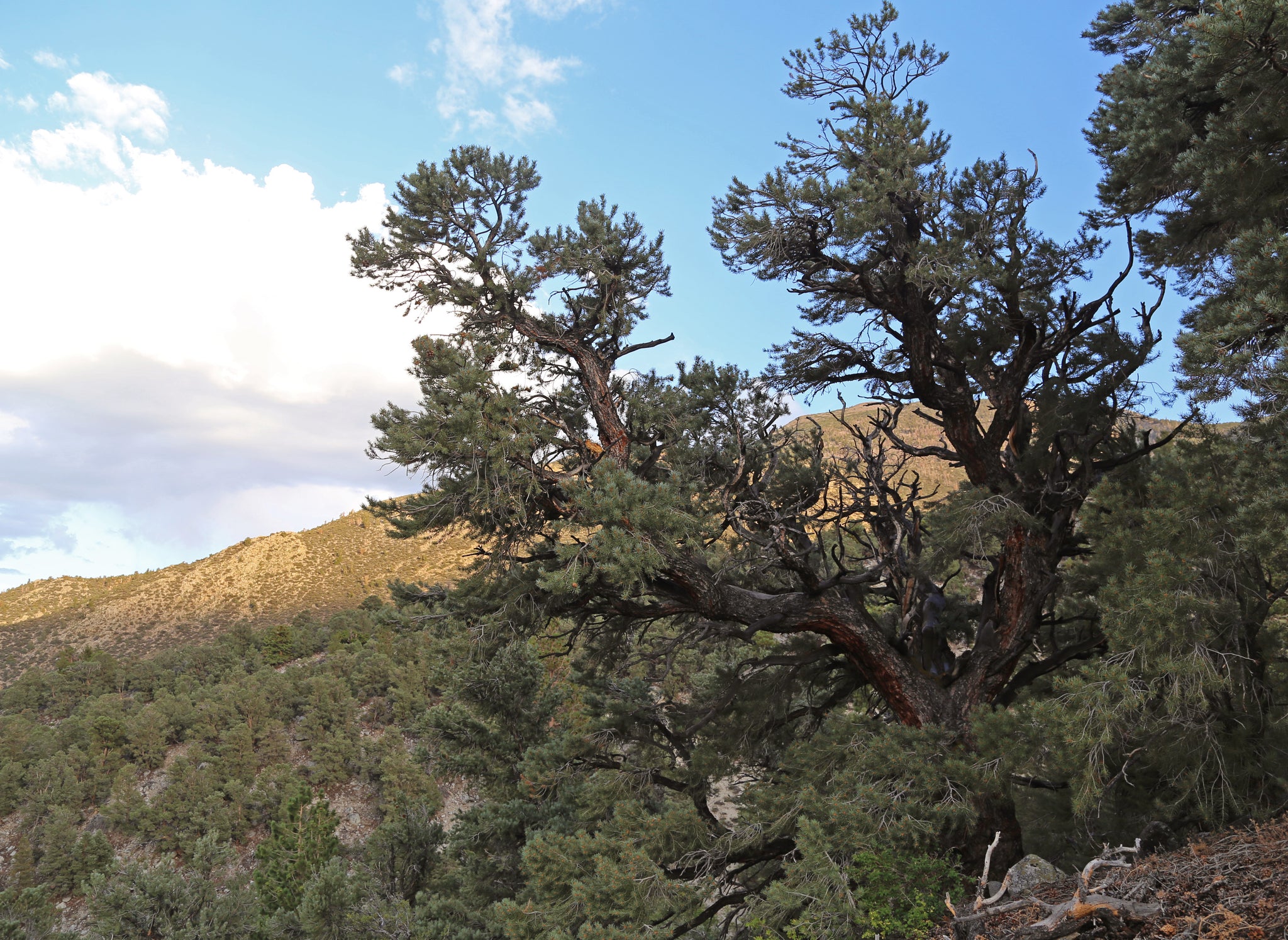 Piñon Pine | Pinus monophylla | Small Tree Seedling – The Jonsteen Company