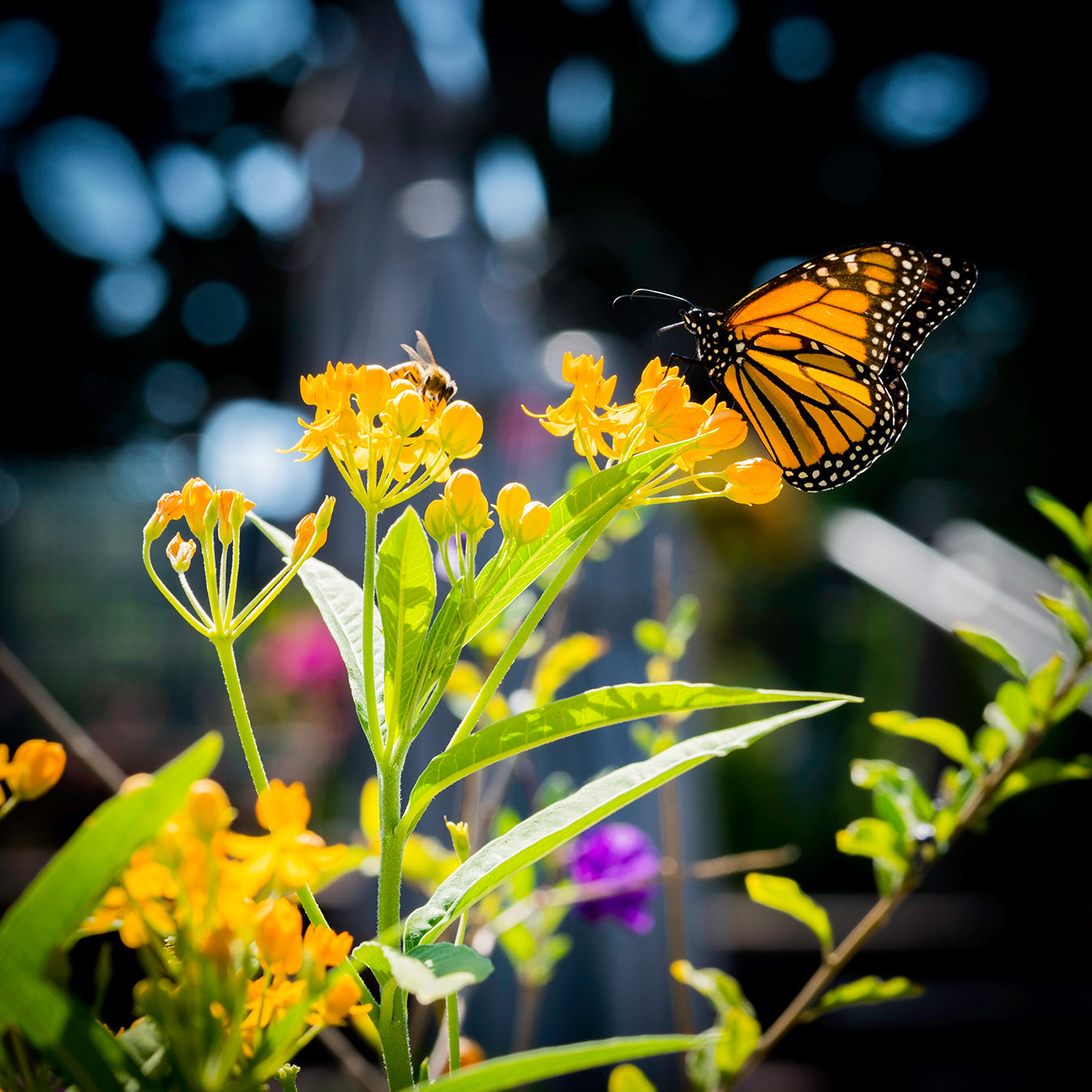 planting pollinator seeds The Jonsteen Company Pollinator's Delight Flower Seed Grow Kit