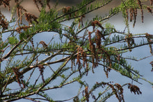Load image into Gallery viewer, Pond Cypress | Medium Tree Seedling | The Jonsteen Company