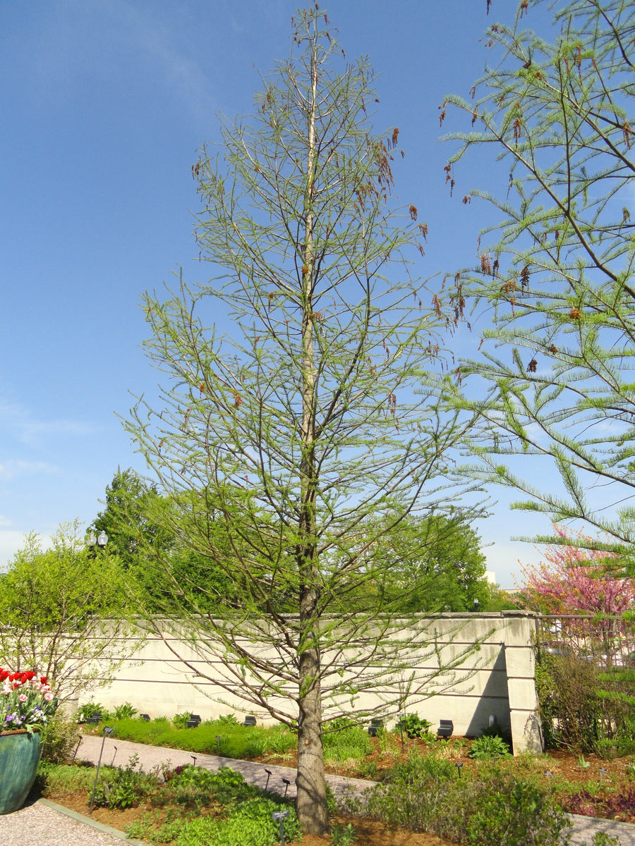 Pond Cypress | Medium Tree Seedling – SequoiaTrees.com