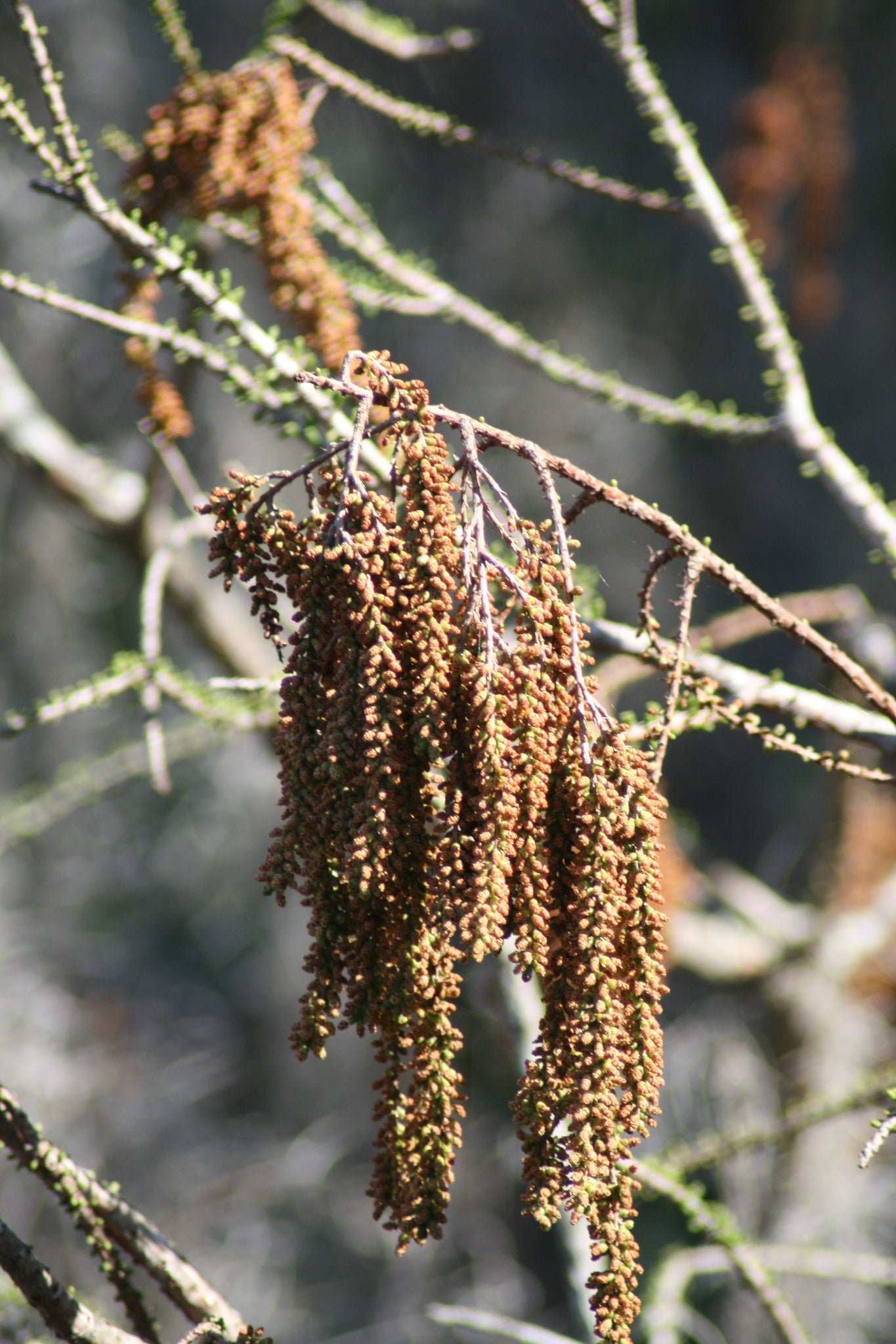 planting bald cypress tree seeds Pond Cypress