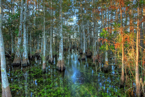 Pond Cypress | XL Tree Seedling | The Jonsteen Company