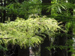 Pond Cypress | Medium Tree Seedling | The Jonsteen Company