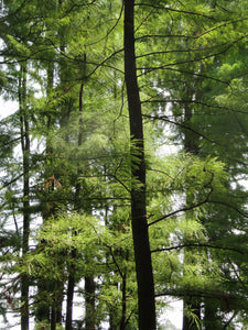 Pond Cypress | Medium Tree Seedling | The Jonsteen Company