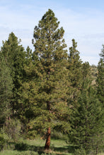 Load image into Gallery viewer, Ponderosa Pine | Lot of 30 Tree Seedlings | The Jonsteen Company