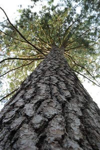 Ponderosa Pine | Lot of 30 Tree Seedlings | The Jonsteen Company