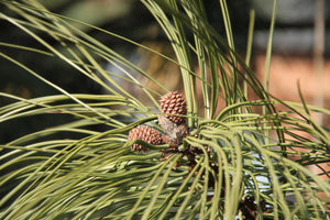 Ponderosa Pine | Small Tree Seedling | The Jonsteen Company