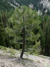 Load image into Gallery viewer, Ponderosa Pine | Medium Tree Seedling | The Jonsteen Company