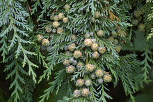 Load image into Gallery viewer, Port Orford Cedar | Medium Tree Seedling | The Jonsteen Company