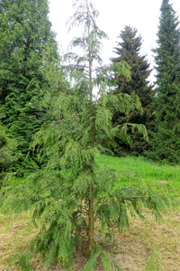 Port Orford Cedar | Medium Tree Seedling | The Jonsteen Company
