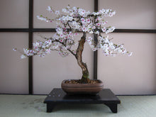 Load image into Gallery viewer, Japanese Flowering Cherry Blossom | Prunus serrulata | The Jonsteen Company