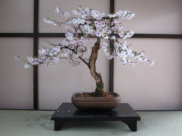 Japanese Flowering Cherry Blossom | Prunus serrulata | The Jonsteen Company