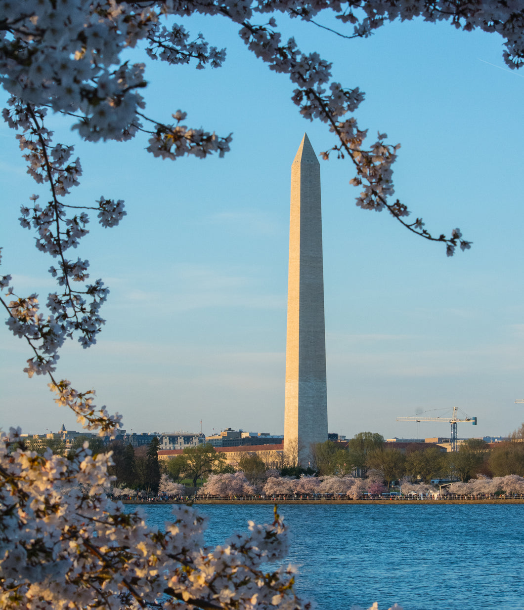 Flowering Cherry Blossom | Washington D.C. | Prunus serrulata | The Jonsteen Company