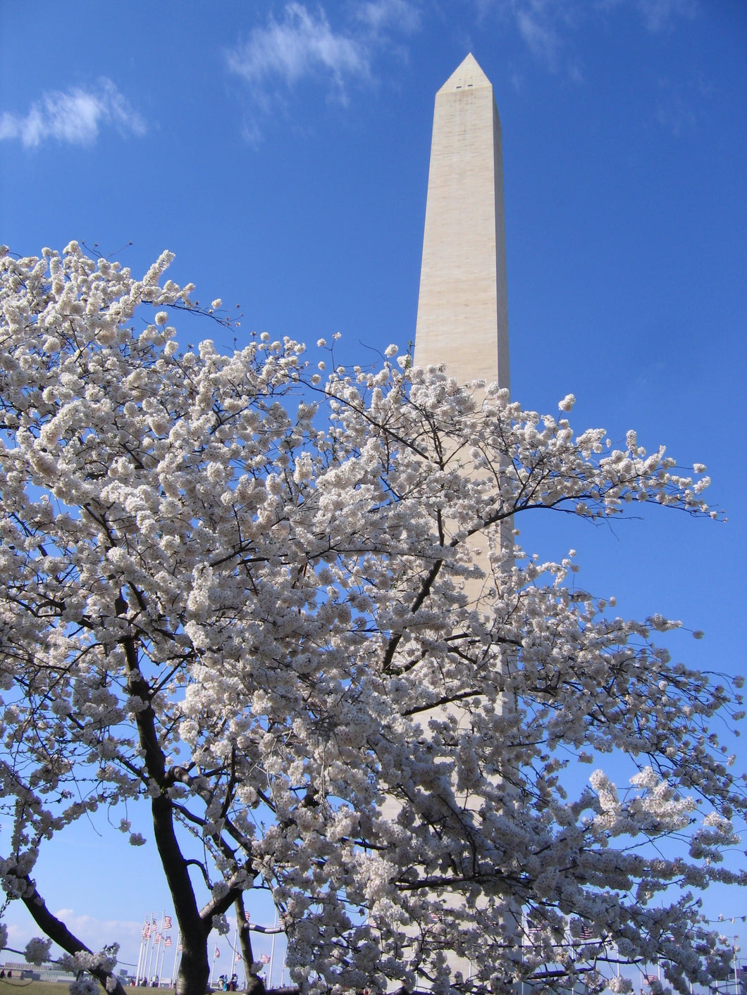 Flowering Cherry Blossom | Washington D.C. | Prunus x yedoensis | The Jonsteen Company