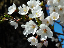Load image into Gallery viewer, Flowering Cherry Blossom | Medium Tree Seedling | The Jonsteen Company