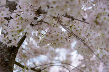 Load image into Gallery viewer, Flowering Cherry Blossom | Washington D.C. | Prunus x yedoensis | The Jonsteen Company