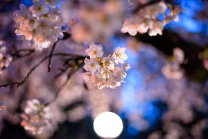 Flowering Cherry Blossom | Washington D.C. | Prunus x yedoensis | The Jonsteen Company