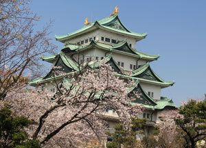 Japanese Flowering Cherry Blossom | Prunus x yedoensis | The Jonsteen Company
