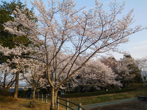 Yoshino Cherry | Small Tree Seedling | The Jonsteen Company