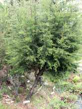 Load image into Gallery viewer, Pygmy Cypress | Medium Tree Seedling | The Jonsteen Company