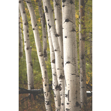 Load image into Gallery viewer, Quaking Aspen | Small Tree Seedling | The Jonsteen Company