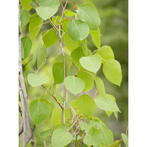 Quaking Aspen | Small Tree Seedling | The Jonsteen Company