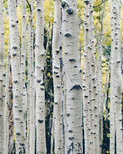 Load image into Gallery viewer, Quaking Aspen | Medium Tree Seedling | The Jonsteen Company