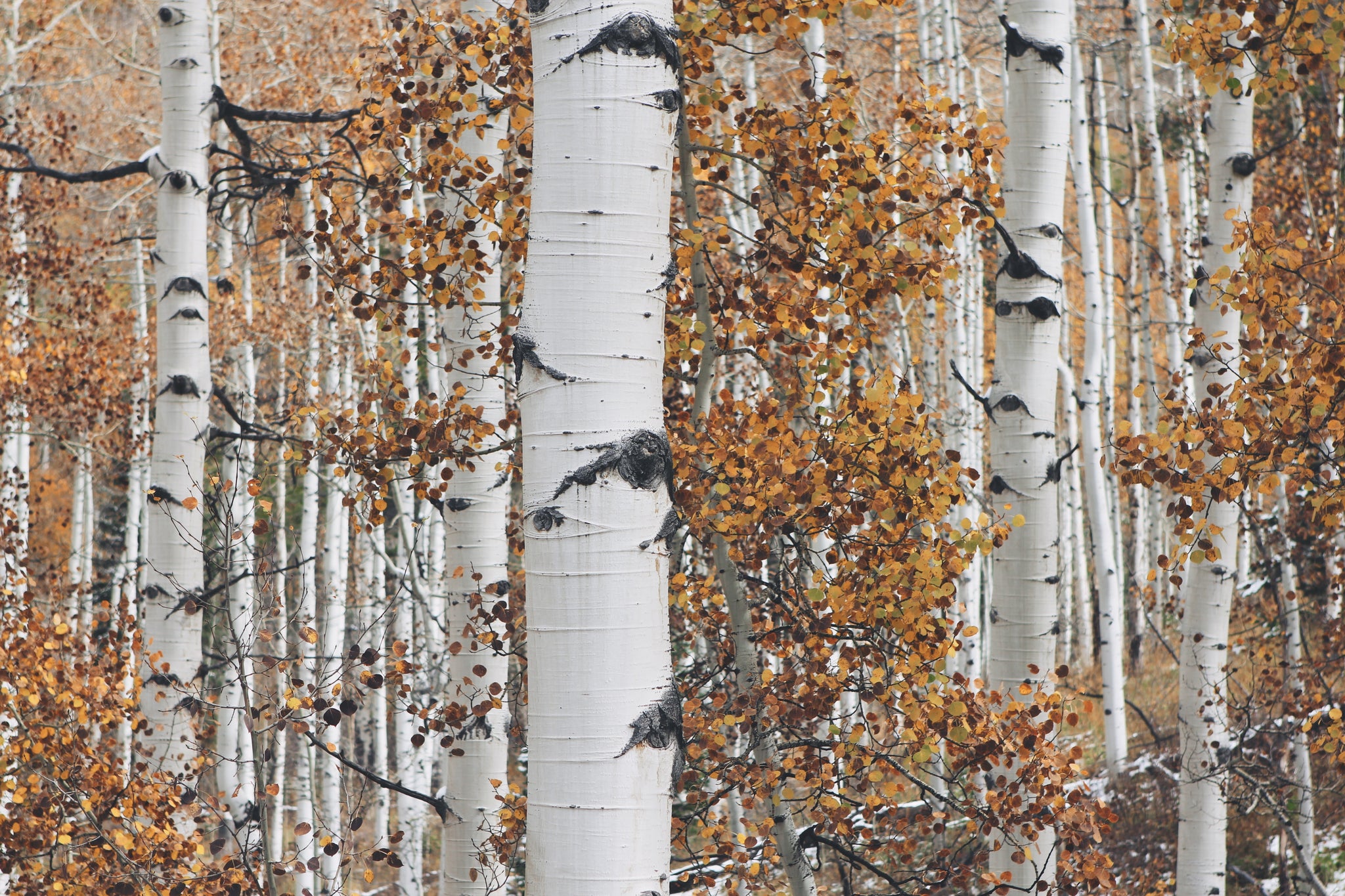 quaking aspen bonsai tree Quaking Aspen