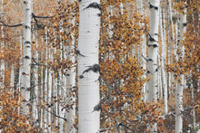 Load image into Gallery viewer, Quaking Aspen | Medium Tree Seedling | The Jonsteen Company