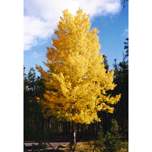 Load image into Gallery viewer, Quaking Aspen | Small Tree Seedling | The Jonsteen Company