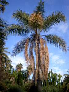 Queen Palm | Medium Tree Seedling | The Jonsteen Company