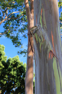Rainbow Eucalyptus | Mini-Grow Kit | The Jonsteen Company