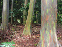 Load image into Gallery viewer, Rainbow Eucalyptus | Mini-Grow Kit | The Jonsteen Company