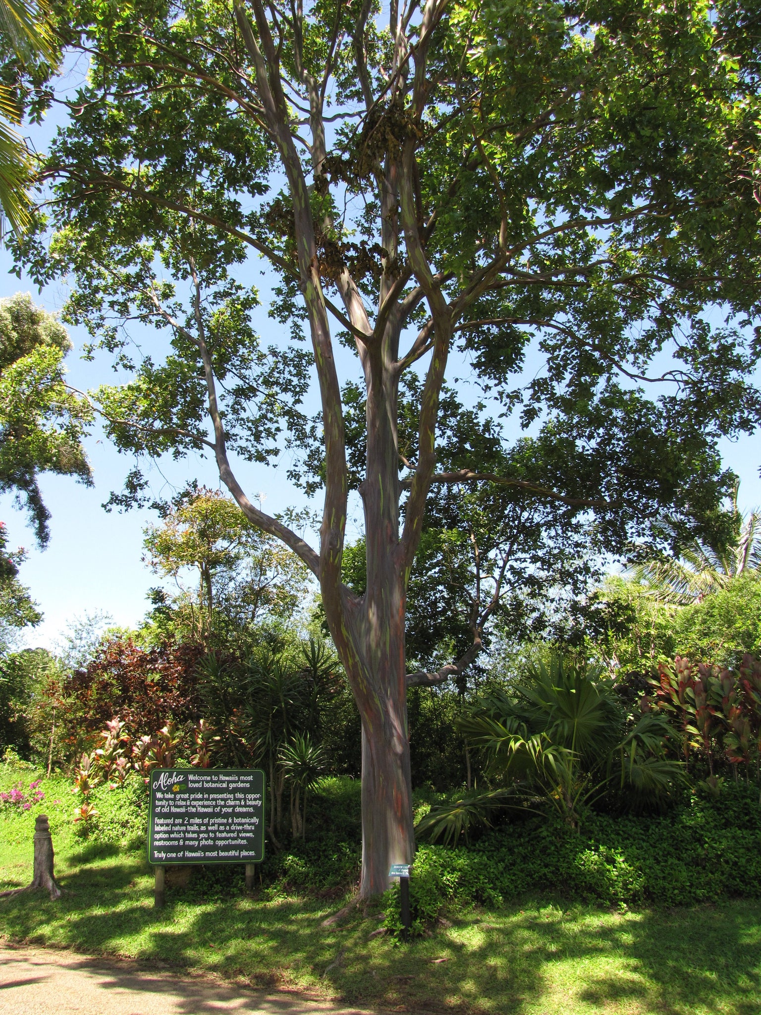 Eucalyptus deglupta - Rainbow Eucalyptus – Smart Seeds Emporium