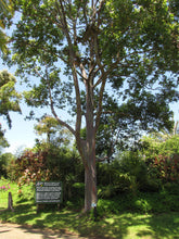 Load image into Gallery viewer, Rainbow Eucalyptus | Mini-Grow Kit | The Jonsteen Company