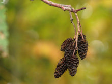 Load image into Gallery viewer, Red Alder | Small Tree Seedling | The Jonsteen Company