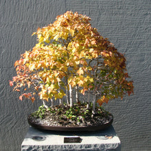 Load image into Gallery viewer, Red Maple | Small Tree Seedling | The Jonsteen Company